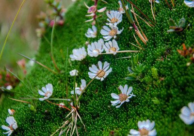 Macro Flora